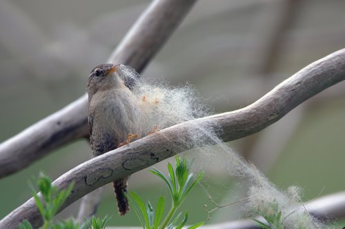 Wren_Collecting_Nest_Material